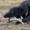 Ever Antler Nylon Chew Bone | Elk Antler Shaped Dog Toy for Aggressive Chewers | SodaPup